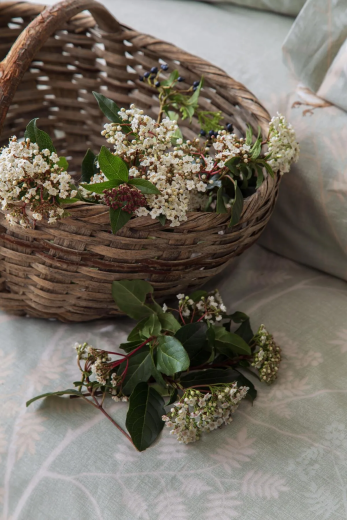Apricitas Elysıan Adaçayı Nevresim Takımı Ç.K. - 2